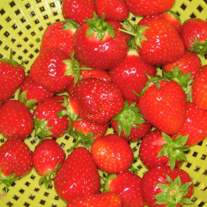Erdbeeren sind leckere Fr&uuml;chte. Auf diesem Foto ist mindestens ein Exemplar einer Erdbeere abgebildet.