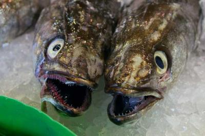 frischer fisch fischk&ouml;pfe