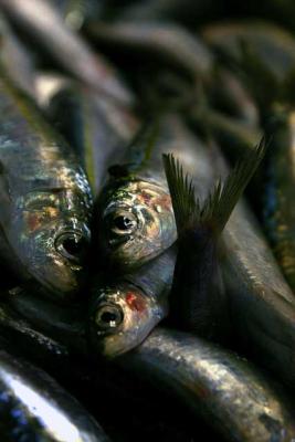 Fisch Sardine