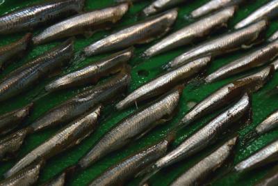 Sardinenfilets, Sardine, Filet, Fisch, 
