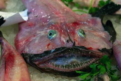 Seeteufel Fisch frischer Fisch Mittelmeer