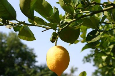 Zitrone Lemon Limoncello